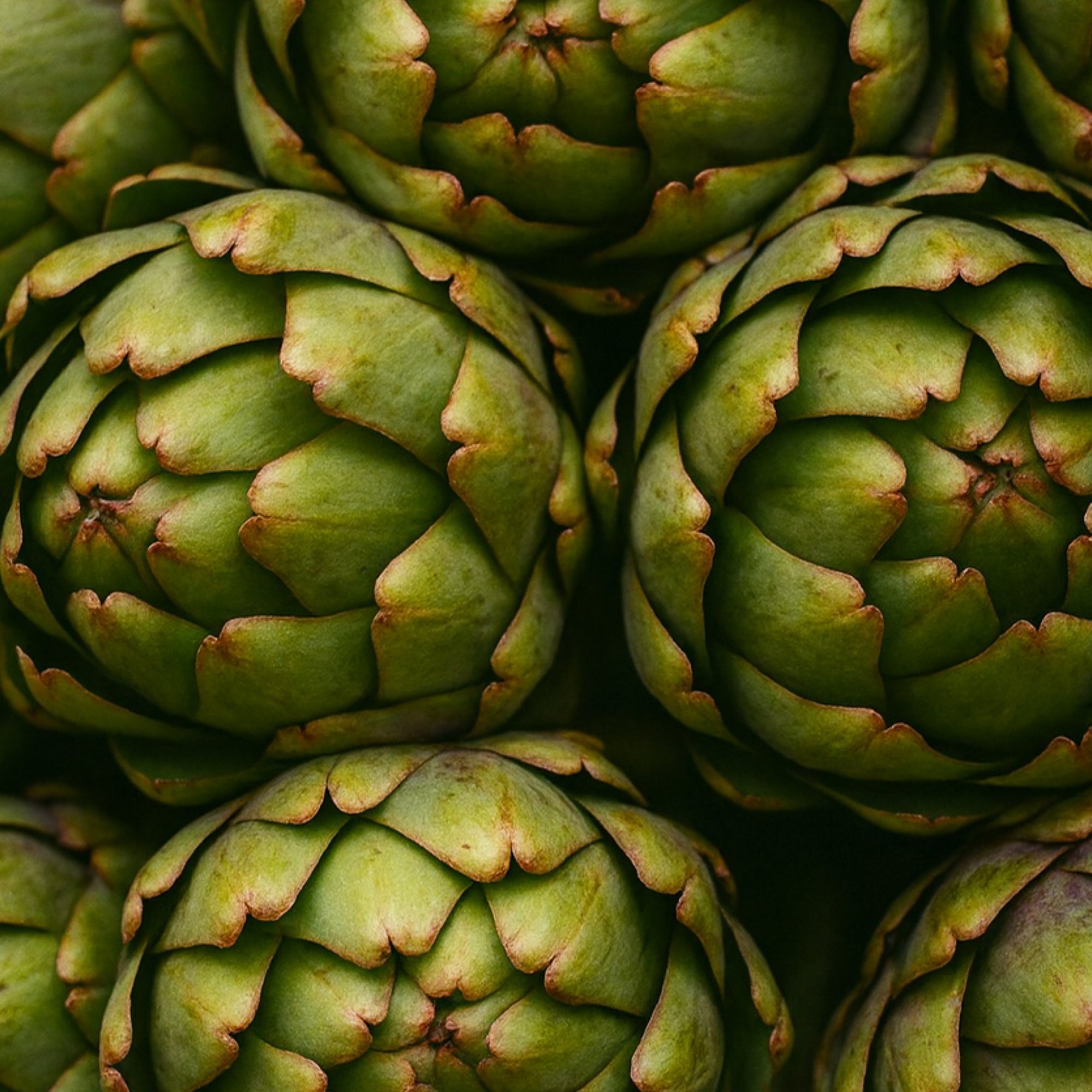 Artichoke Extract