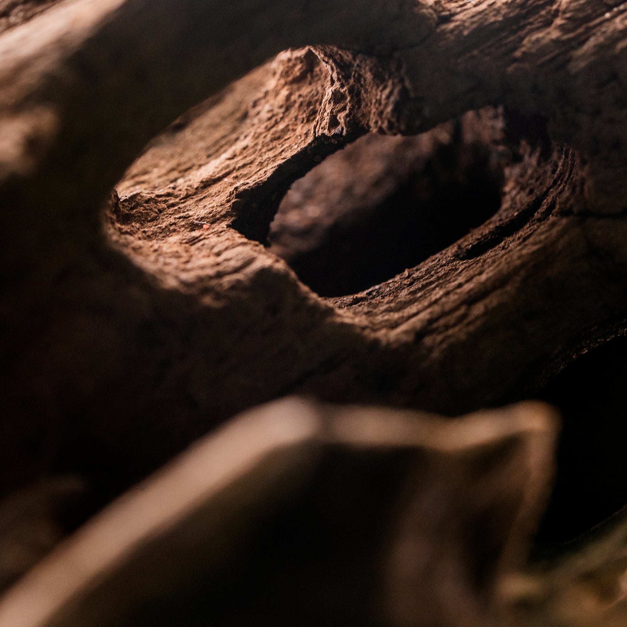 French Maritime Pine Bark