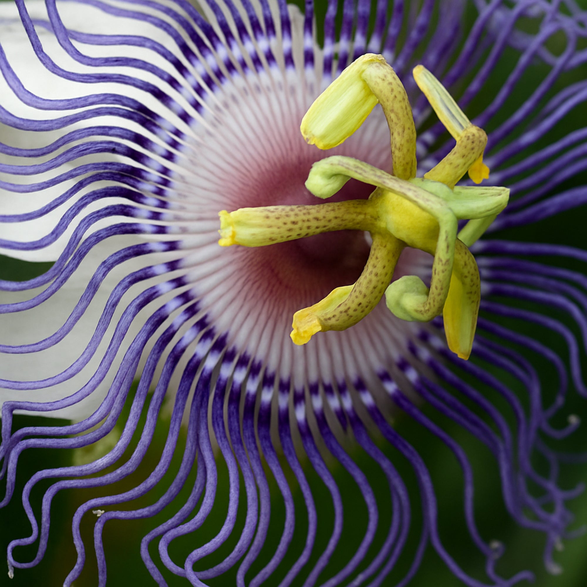 Passionflower
